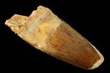 Spinosaurus Tooth - Real Dinosaur Tooth #159186-1